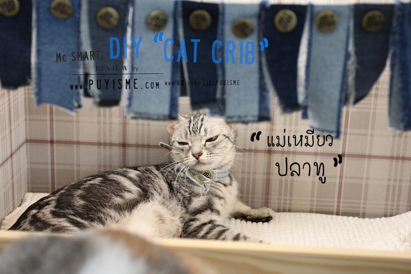 DIY บ้านแมว DIY บ้านแมว