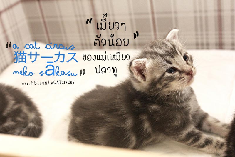 DIY บ้านแมว DIY บ้านแมว