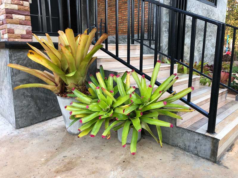 จัดสวนหน้าบ้าน จัดสวนหน้าบ้าน