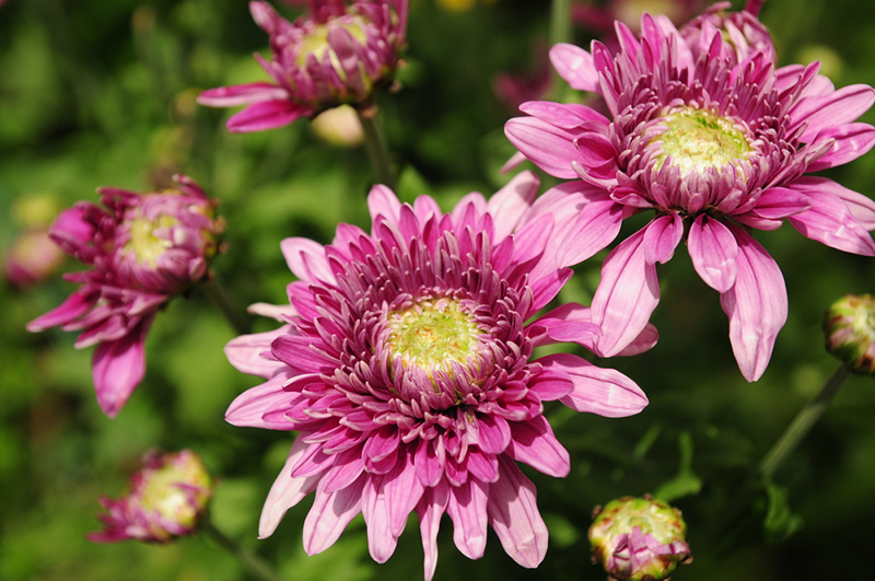 งานเบญจมาศบานในม่านหมอก 2562 งานเบญจมาศบานในม่านหมอก 2562