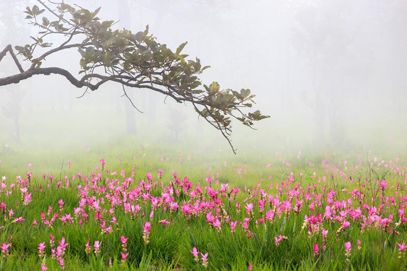 ที่เที่ยวชัยภูมิ อุทยานแห่งชาติป่าหินงาม