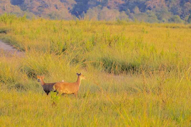 ที่เที่ยวชัยภูมิ เขตรักษาพันธุ์สัตว์ป่าภูเขียว-ทุ่งกะมัง