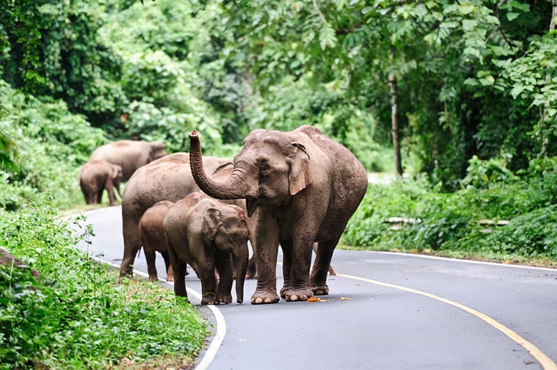 เทียวเขาใหญ่ ช้างป่าใน อุทยานแห่งชาติเขาใหญ่