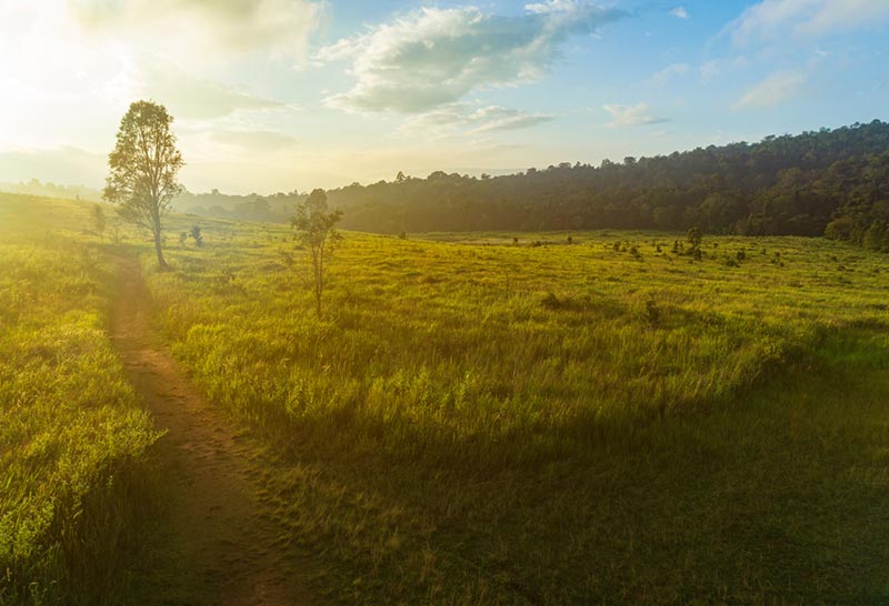 เทียวเขาใหญ่ ทางไป หอส่องสัตว์หนองผักชี อุทยานแห่งชาติเขาใหญ่