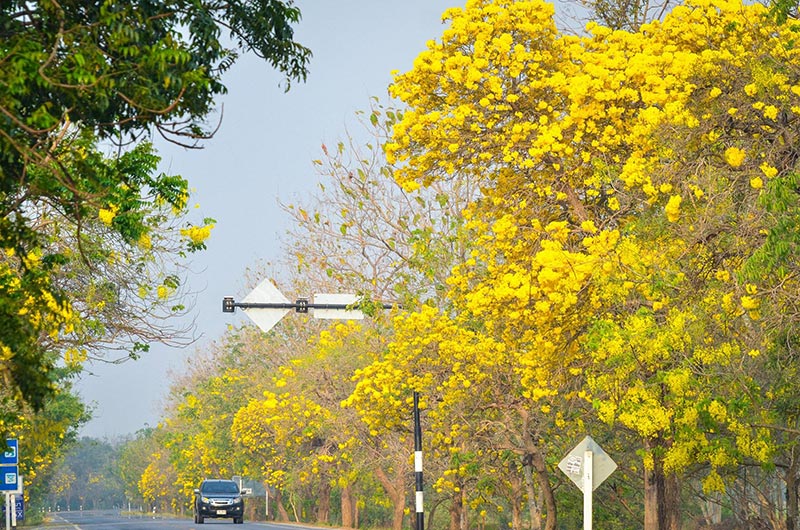 เหลืองปรีดียาธร 2562 สุพรรณบุรี เหลืองปรีดียาธร 2562 สุพรรณบุรี