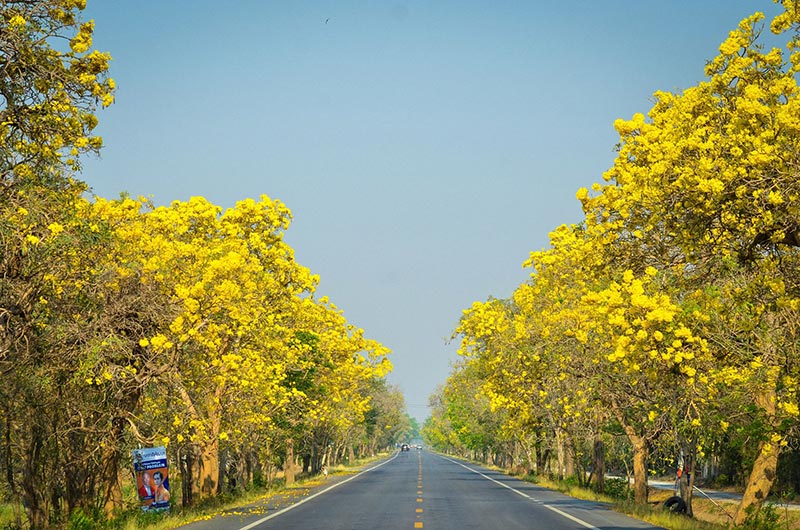 เหลืองปรีดียาธร 2562 สุพรรณบุรี เหลืองปรีดียาธร 2562 สุพรรณบุรี