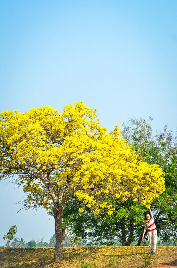 เหลืองปรีดียาธร 2562 สุพรรณบุรี เหลืองปรีดียาธร 2562 สุพรรณบุรี