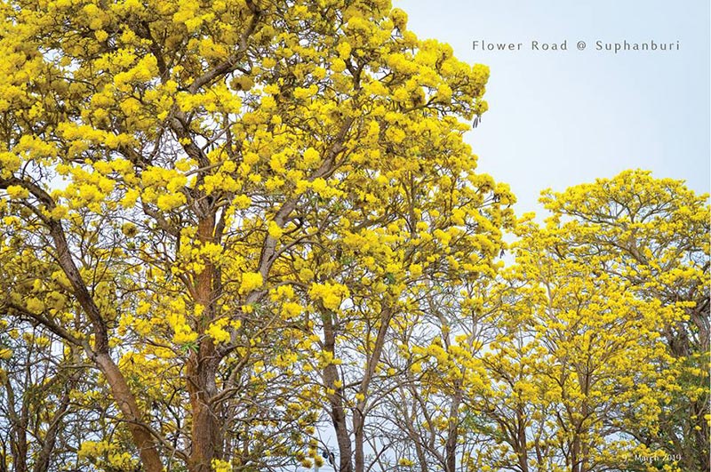 เหลืองปรีดียาธร 2562 สุพรรณบุรี เหลืองปรีดียาธร 2562 สุพรรณบุรี