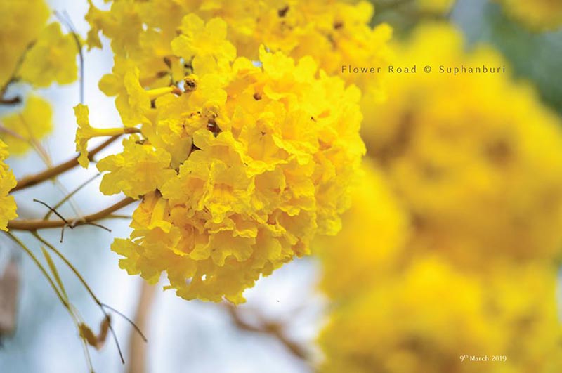 เหลืองปรีดียาธร 2562 สุพรรณบุรี เหลืองปรีดียาธร 2562 สุพรรณบุรี