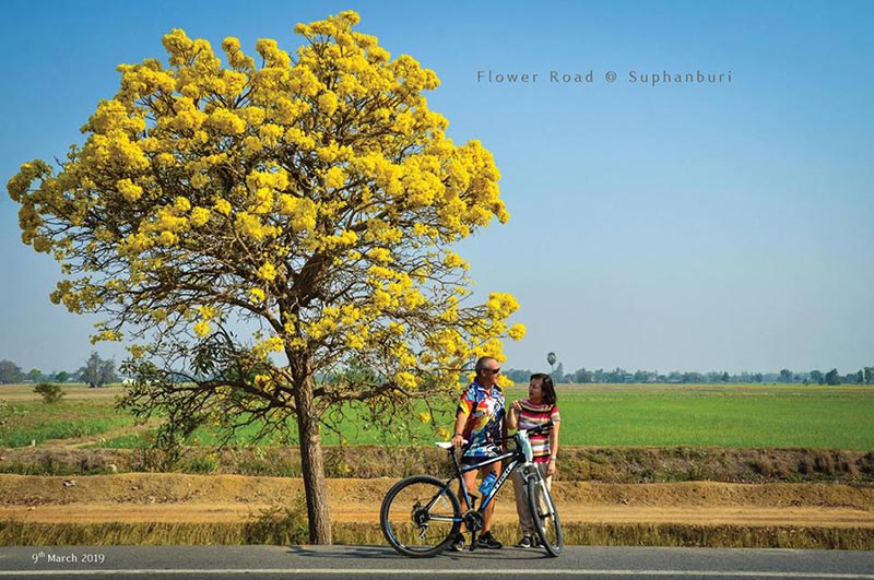 เหลืองปรีดียาธร 2562 สุพรรณบุรี เหลืองปรีดียาธร 2562 สุพรรณบุรี