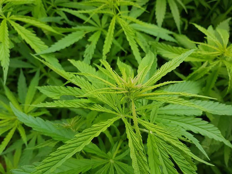 น้ำมันกัญชา น้ำมันกัญชา