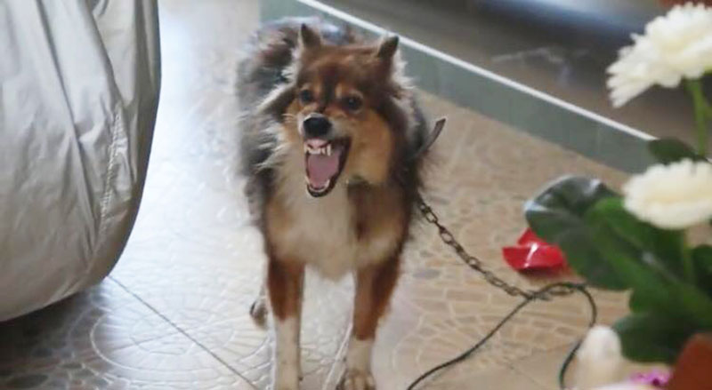 หมาบางแก้ว หมาบางแก้ว