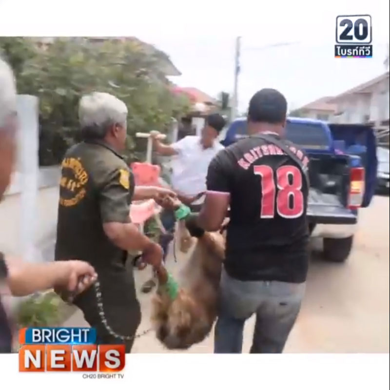 หมาบางแก้ว หมาบางแก้ว