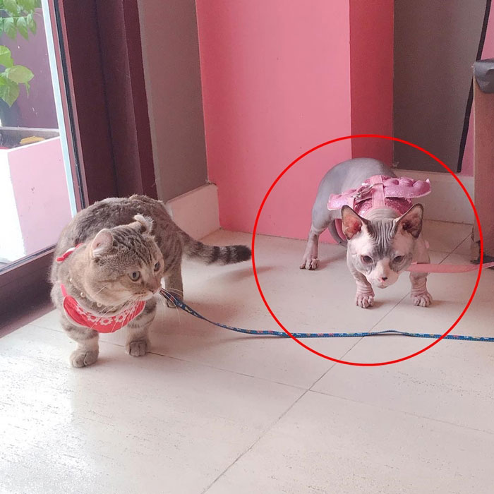 กลุ่มสัตวแพทย์ กลุ่มสัตวแพทย์