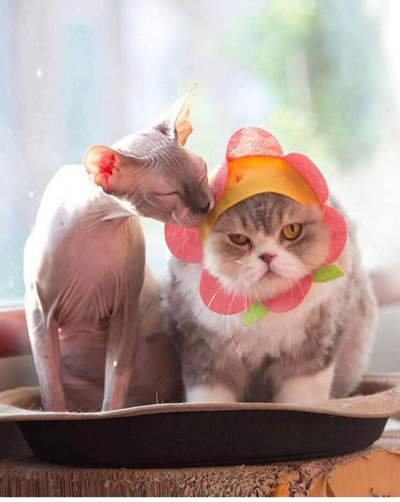 กลุ่มสัตวแพทย์ กลุ่มสัตวแพทย์