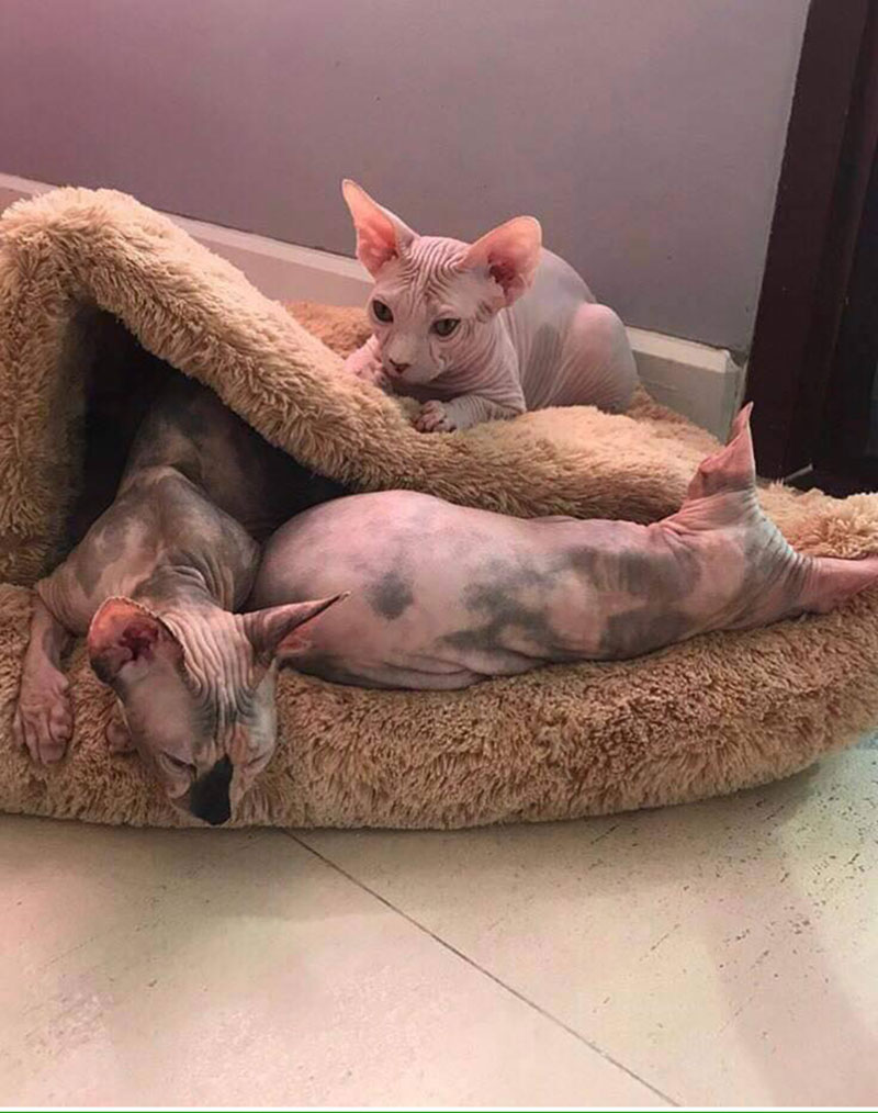 กลุ่มสัตวแพทย์ กลุ่มสัตวแพทย์