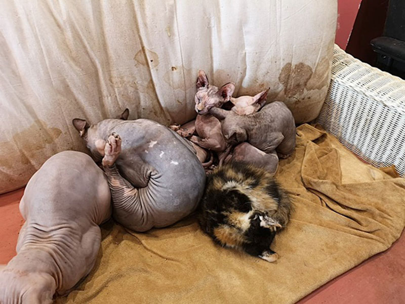 กลุ่มสัตวแพทย์ กลุ่มสัตวแพทย์