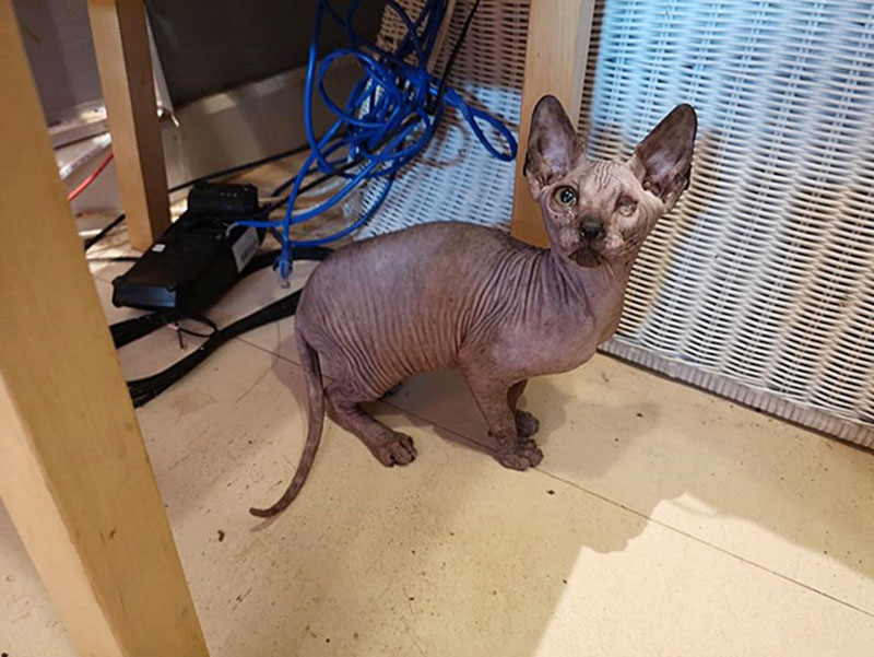 กลุ่มสัตวแพทย์ กลุ่มสัตวแพทย์