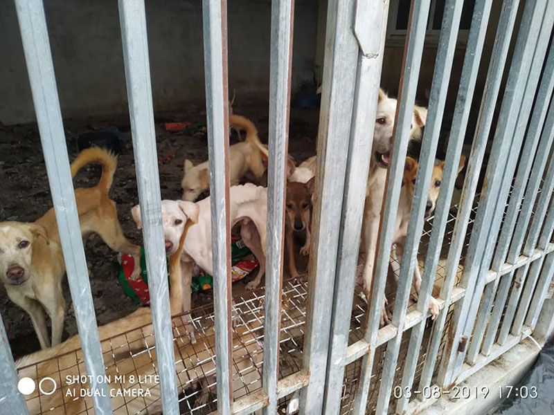 สุนัข สุนัข