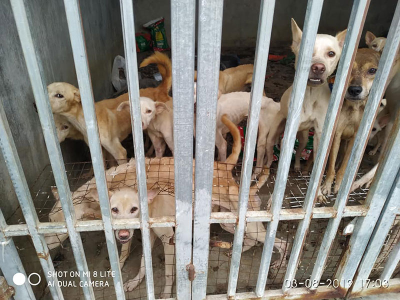 สุนัข สุนัข