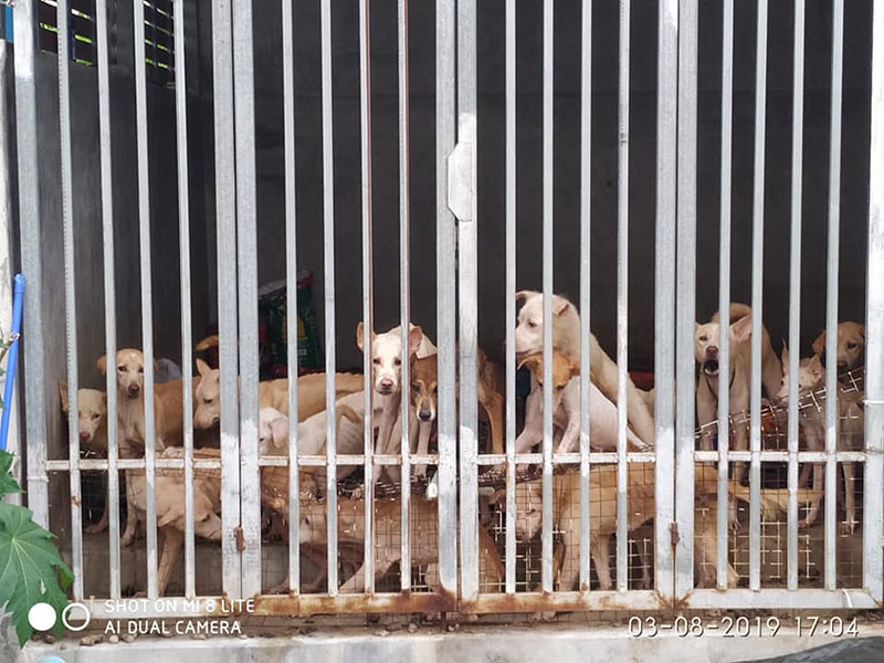 สุนัข สุนัข