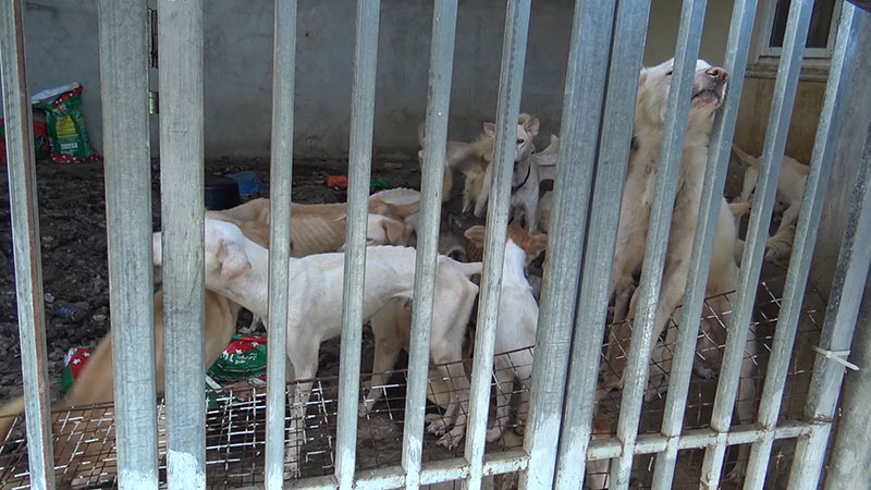 สุนัข สุนัข