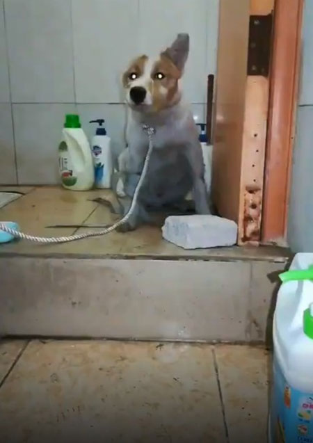 ชายทุบหมา ชายทุบหมา