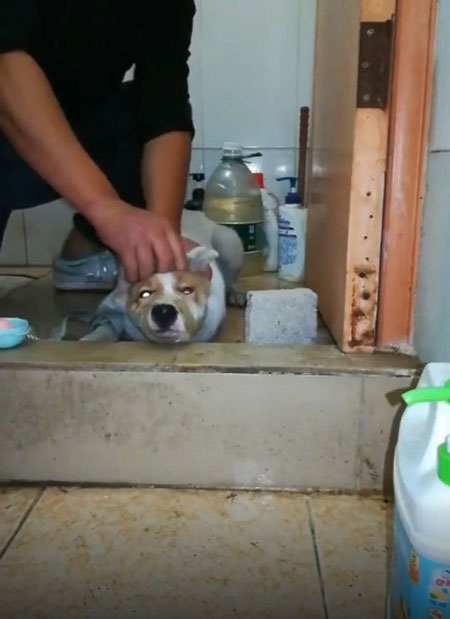 ชายทุบหมา ชายทุบหมา