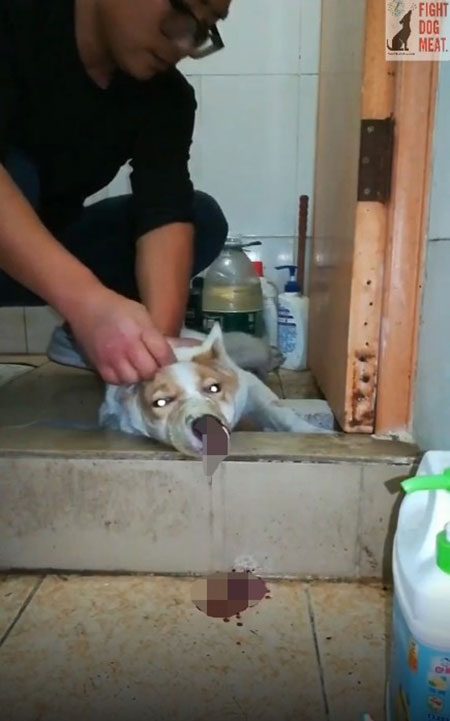 ชายทุบหมา ชายทุบหมา