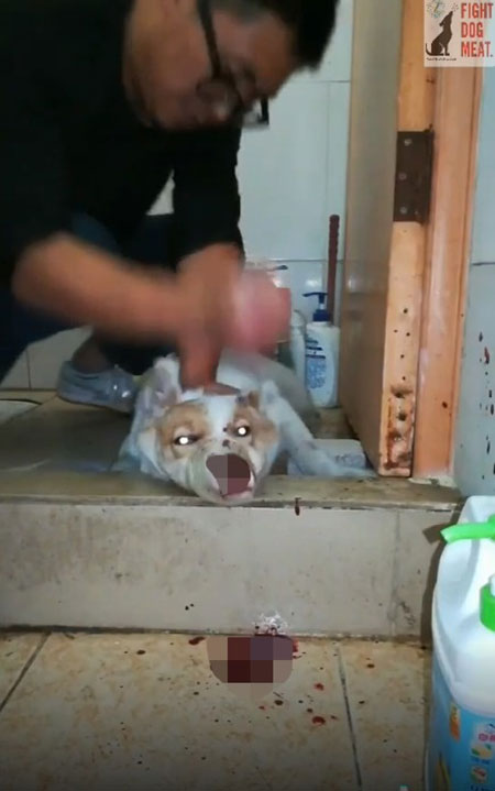 ชายทุบหมา ชายทุบหมา