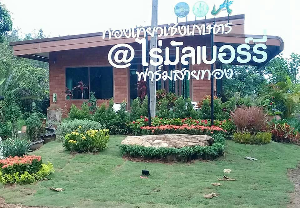 เที่ยวสระบุรี ฟาร์มสายทอง