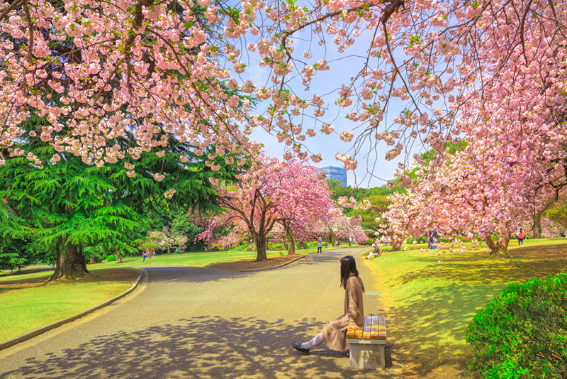 สวน Shinjuku Gyoen ที่เที่ยวญี่ปุ่น 2024 สวน Shinjuku Gyoen ที่เที่ยวญี่ปุ่น 2024