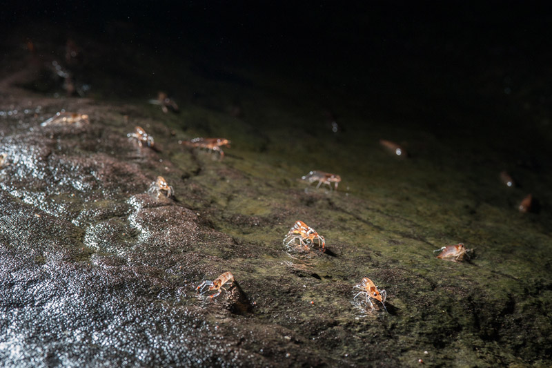 กุ้งเดินขบวน กุ้งเดินขบวน