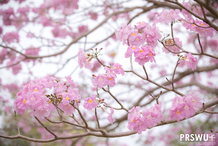 ชมพูพันธุ์ทิพย์ 2562 ชมพูพันธุ์ทิพย์ 2562