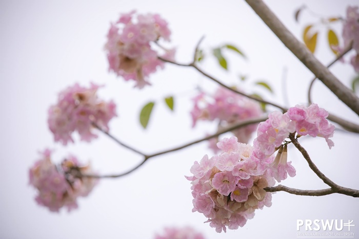 ชมพูพันธุ์ทิพย์ 2562 ชมพูพันธุ์ทิพย์ 2562