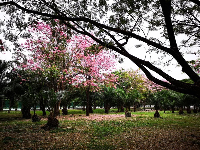 ชมพูพันธุ์ทิพย์ 2562 ชมพูพันธุ์ทิพย์ 2562