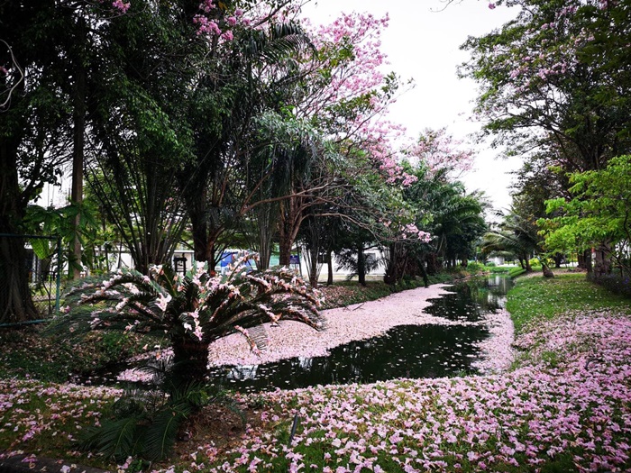 ชมพูพันธุ์ทิพย์ 2562 ชมพูพันธุ์ทิพย์ 2562