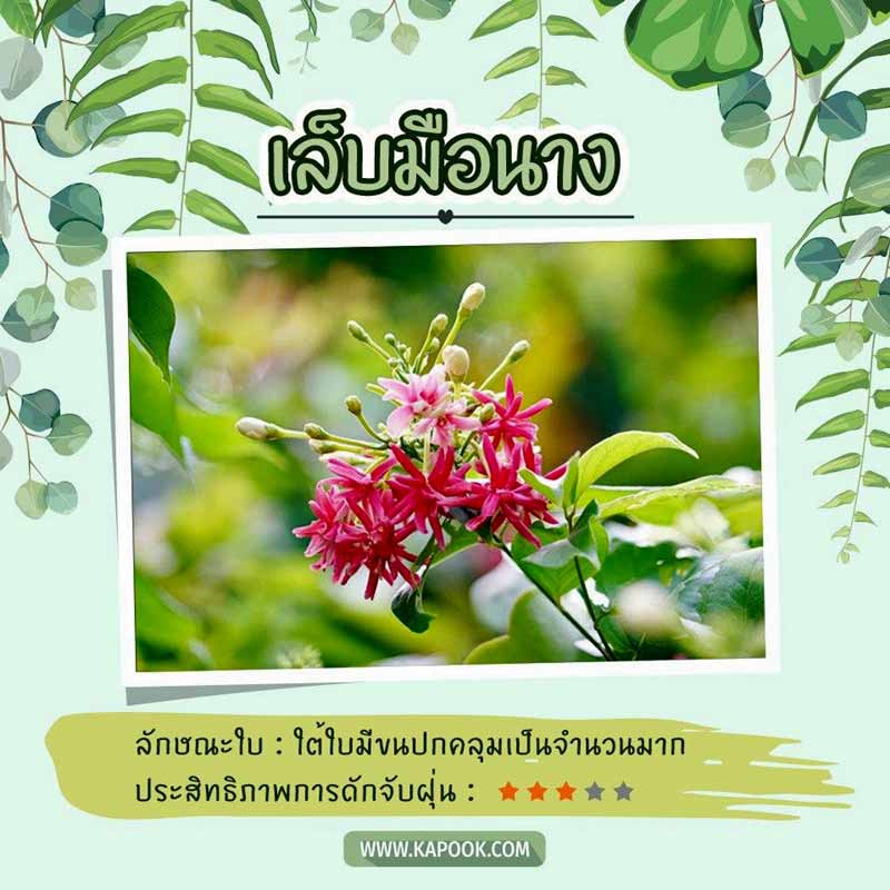 ไม้เลื้อยดักฝุ่น ไม้เลื้อยดักฝุ่น