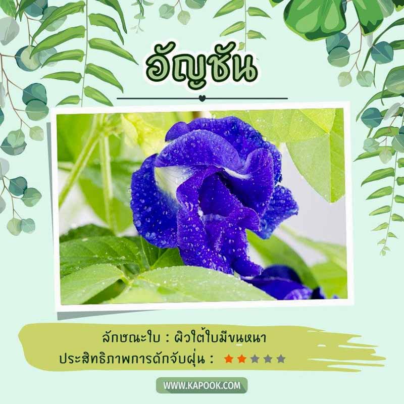 ไม้เลื้อยดักฝุ่น ไม้เลื้อยดักฝุ่น