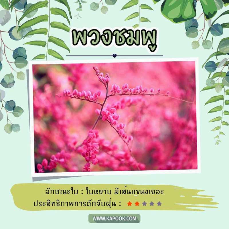 ไม้เลื้อยดักฝุ่น ไม้เลื้อยดักฝุ่น