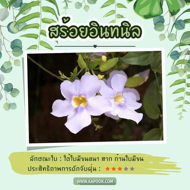 ไม้เลื้อยดักฝุ่น ไม้เลื้อยดักฝุ่น