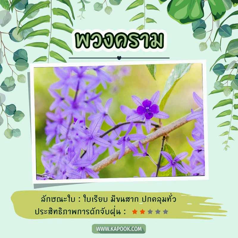 ไม้เลื้อยดักฝุ่น ไม้เลื้อยดักฝุ่น