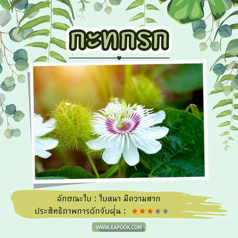 ไม้เลื้อยดักฝุ่น ไม้เลื้อยดักฝุ่น