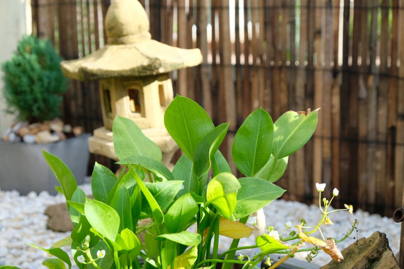 บัวอเมซอน บัวอเมซอน