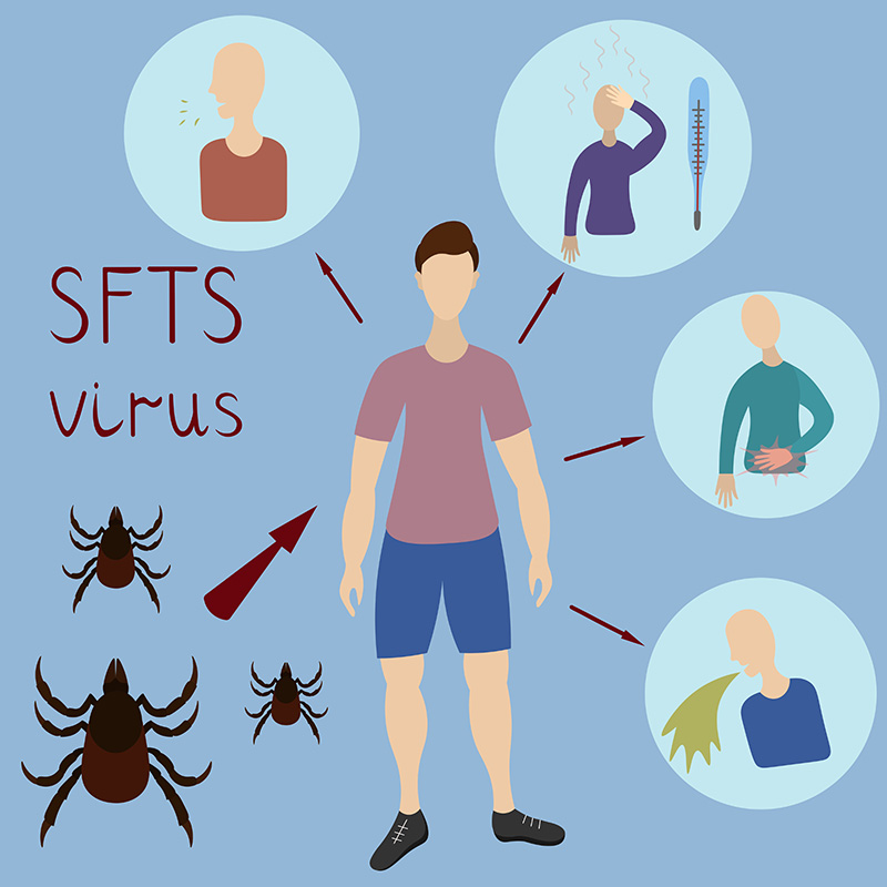 ไวรัสเห็บจีน SFTS ไวรัสเห็บจีน SFTS