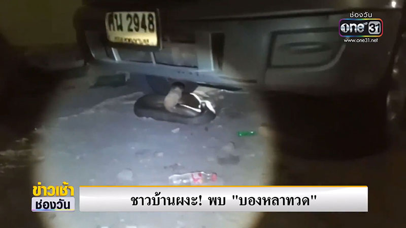 งูบองหลาทวด งูบองหลาทวด