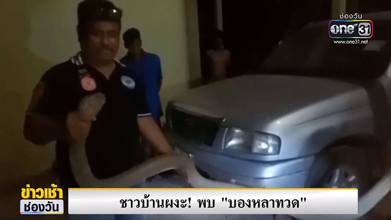 งูบองหลาทวด งูบองหลาทวด