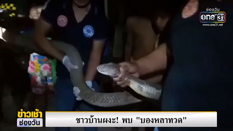 งูบองหลาทวด งูบองหลาทวด