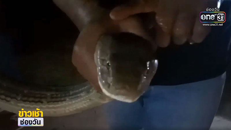 งูบองหลาทวด งูบองหลาทวด