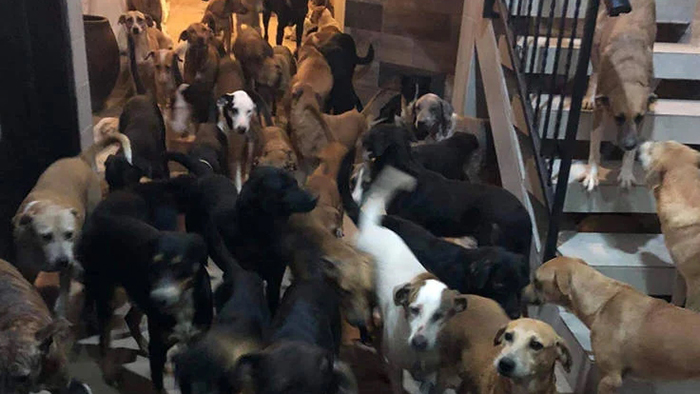 ฮีโร่หมาจร ฮีโร่หมาจร